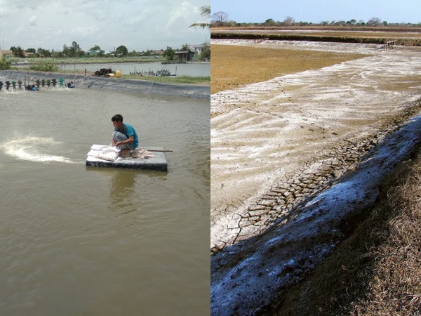 Bột đá giúp ổn định pH, tăng kiềm, cung cấp canxi cho tôm cá lột xác