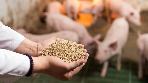 CaCO3 mang đến lợi ích thiết thực đối với sức khỏe vật nuôi