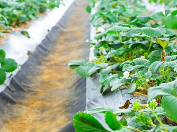 Màng phủ giúp hạn chế tác động trực tiếp của nắng gắt và gió lên bề mặt đất